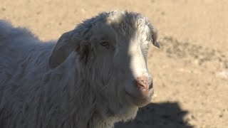 Sanctuary In Acton Takes Care Of Once Neglected Animals
