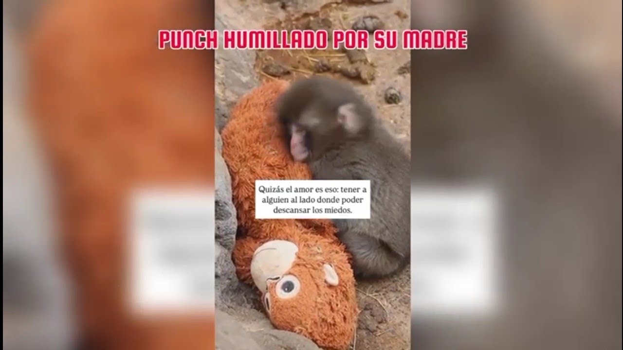 Todo la Verdad sobre el MONO PUNCH 🐒