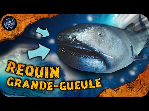 Vidéo: Premier Enregistrement Du Requin Mégamouth, Megachasma Pelagios, (famille Des Megachasmidae) Dans L'océan Atlantique Nord-Ouest Tropical