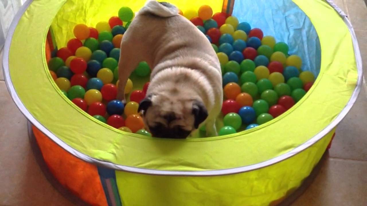 Pug in ball pool YouTube