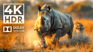 PARCHED PLANET Dolby Vision 4K HDR | with Cinematic Sound (Colorful Animal Life)
