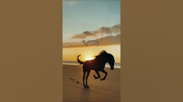 واتس اب قران كريم القارئ ياسر الدوسري من سورة (النحل)