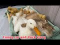 The ducks made the funny cat their captain the cat arranged for the ducks to sleepso funny cute
