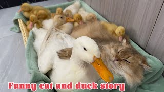The ducks made the funny cat their captain! The cat arranged for the ducks to sleep.So funny cute
