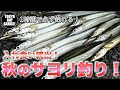 【初心者必見】入れ食い続出！秋のサヨリ釣り 〜高洲海浜公園〜