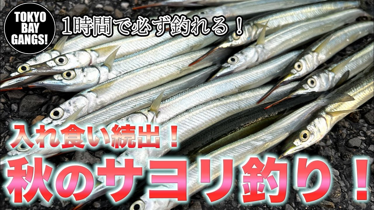 【初心者必見】入れ食い続出！秋のサヨリ釣り 〜高洲海浜公園〜