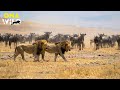 SERENGETI LION The Truth Behind The King AnimalDocumentary