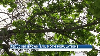 City of Bangor taking new measures to control browntail moth populations