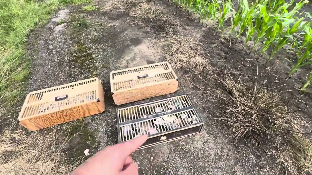 تدريب 40 كم ودرجة الحرارة 29‎درجة ‎%‎