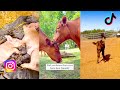 Cutest farm animals that will make you smile  the gentle barn funny compilation