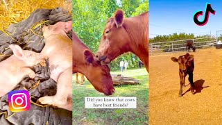 CUTEST Farm Animals That Will Make You Smile | The Gentle Barn Funny Compilation