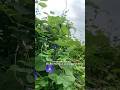Video Slo-mo with flowers