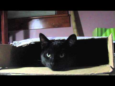 Black cat plays with FedEx box - YouTube