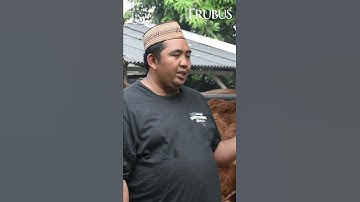 Sukses Bisnis Penggemukan Sapi di Tengah Kota