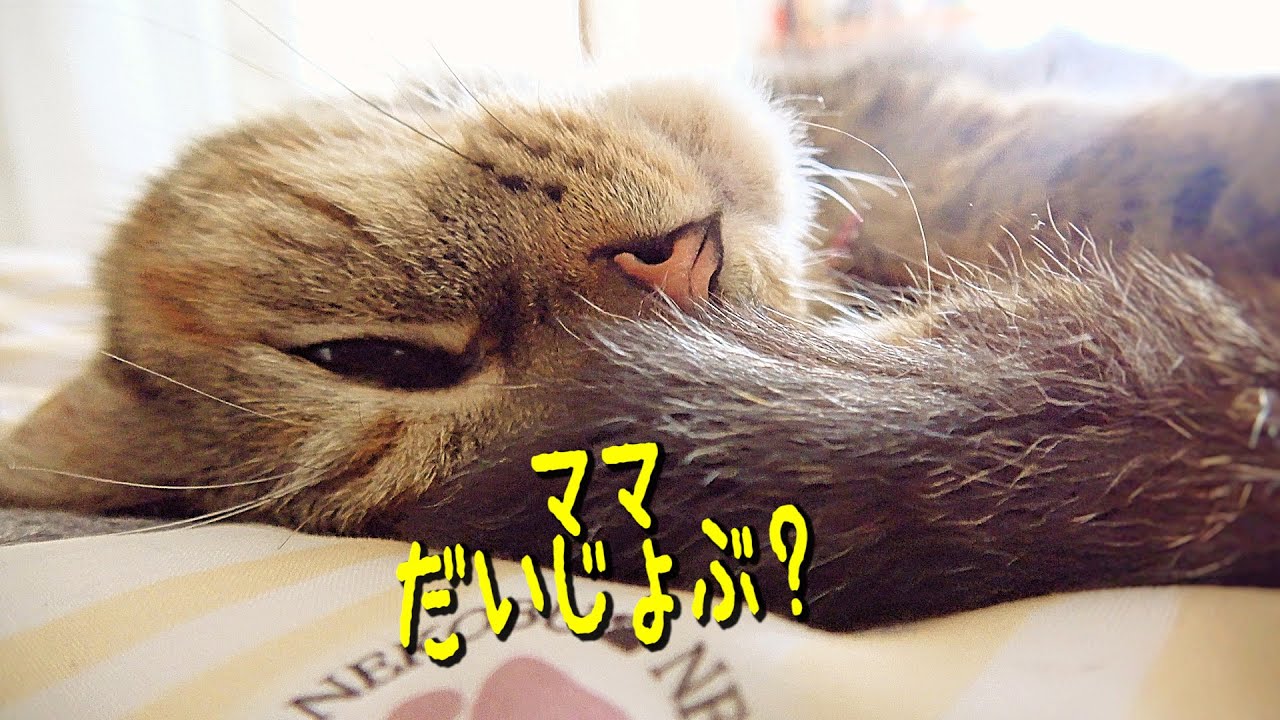 愛猫の最期を看取った次の日の朝 the last day - YouTube