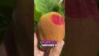 Why this heirloom apple is PINK inside 😍🩷