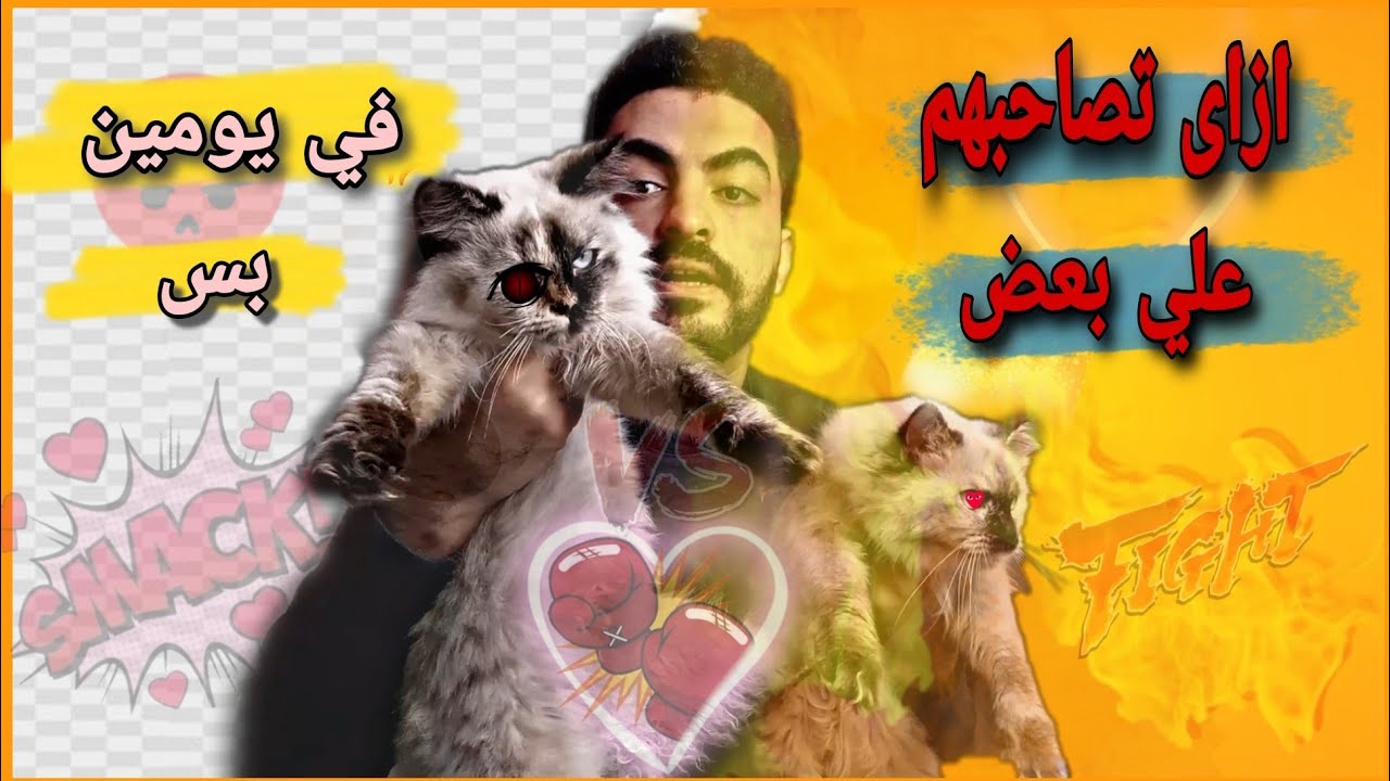 ازاي تصاحب قطتين علي بعض