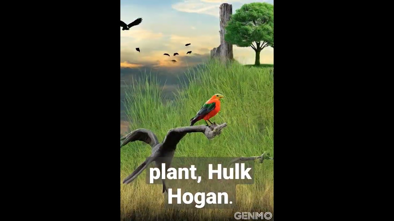 🦜🦜plant, Hulk Hogan, beak, grass, landscape, terrestrial animal, water. 