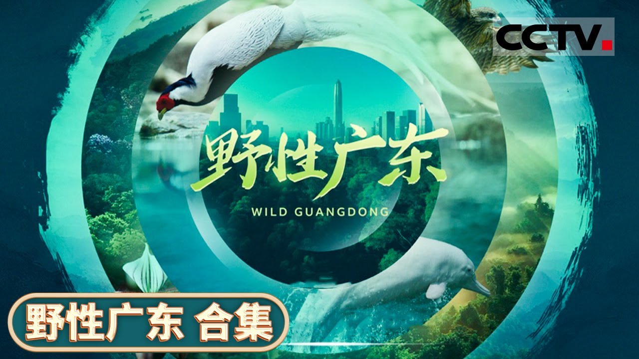 中国广东省令人惊叹的生态传奇！带你领略野生动植物的生命奇观《野性广东》【CCTV纪录】