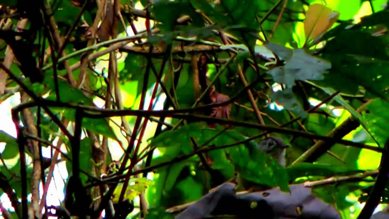 Fulvetta, Mountain - Alcippe peracensis