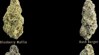 Absolute Lowest Priced Zaza Legal Bulk Wholesale Legal THCA Hemp Flower Pounds Touchdowns & Reviews