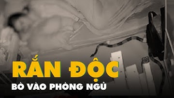 Camera ghi cảnh rắn cực độc bò vào phòng ngủ có 3 người ở TP.HCM