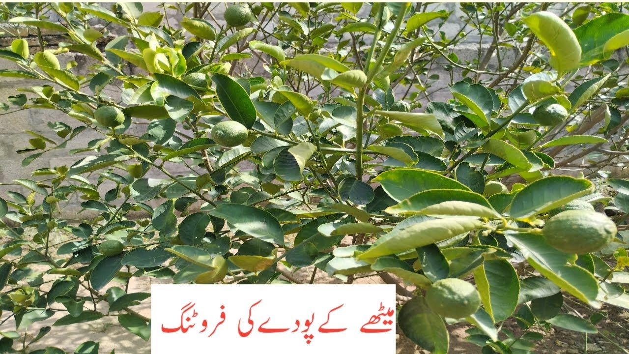 میٹھے کے پودے کی فروٹنگ - YouTube