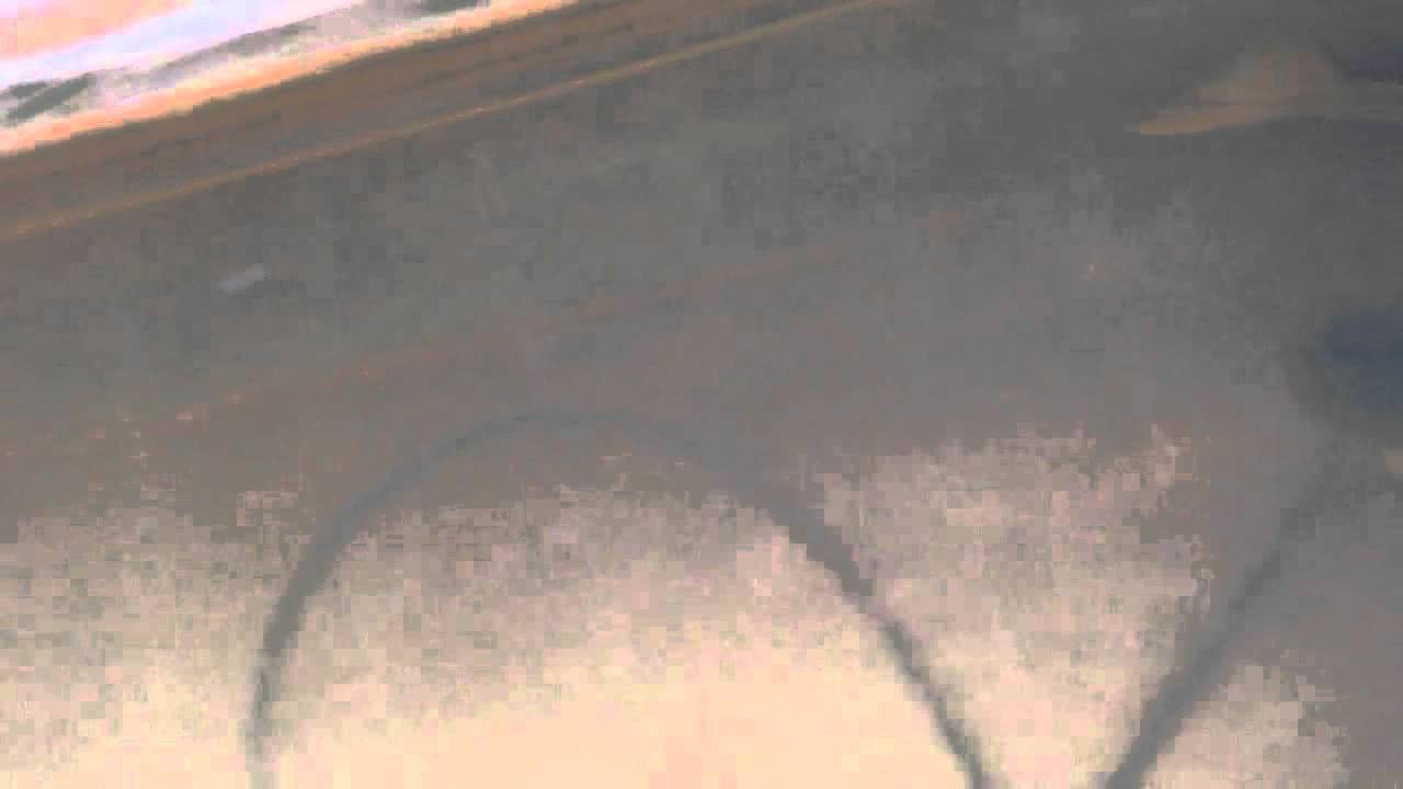 Hypostomus Luteus (phase 3) YouTube