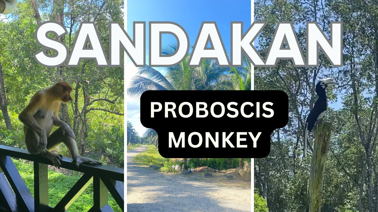 Up Close with Borneo’s Proboscis Monkeys | Labuk Bay, Sandakan, Sabah 近距离看婆罗洲长鼻猴｜沙巴山打根拉卜湾保护区
