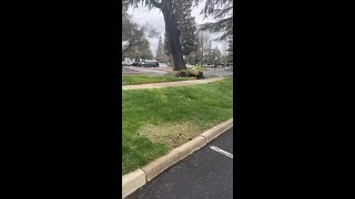 Tree falls in Folsom