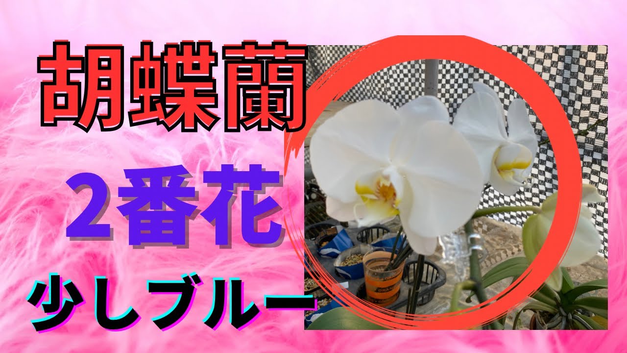 胡蝶蘭２番花　胡蝶蘭開花　らん　ラン　園芸ネット　少しブルーに染まりました