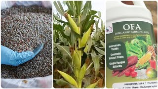 ? Best Fertilizer For Higher Maize Yield (Organic Fertilizer or Inorganic Fertilizer)