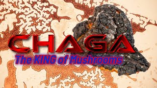 CHAGA: The King of Mushrooms
