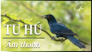 Tiếng chim tu hú đánh hay mới tháng 8/2016!