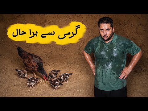 Murgioo ka Garmi Say Bura Haal, Pakistani Amroha Aseel Murga Farming, Hsn Entertainment 