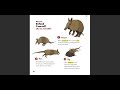 Animal Kingdom Procedural Texts Quiz