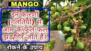 आम में फूल-फल झड़ने की गंभीर समस्या का कारण और प्रबंधन | MANGO Fruit Dropping & Their Management