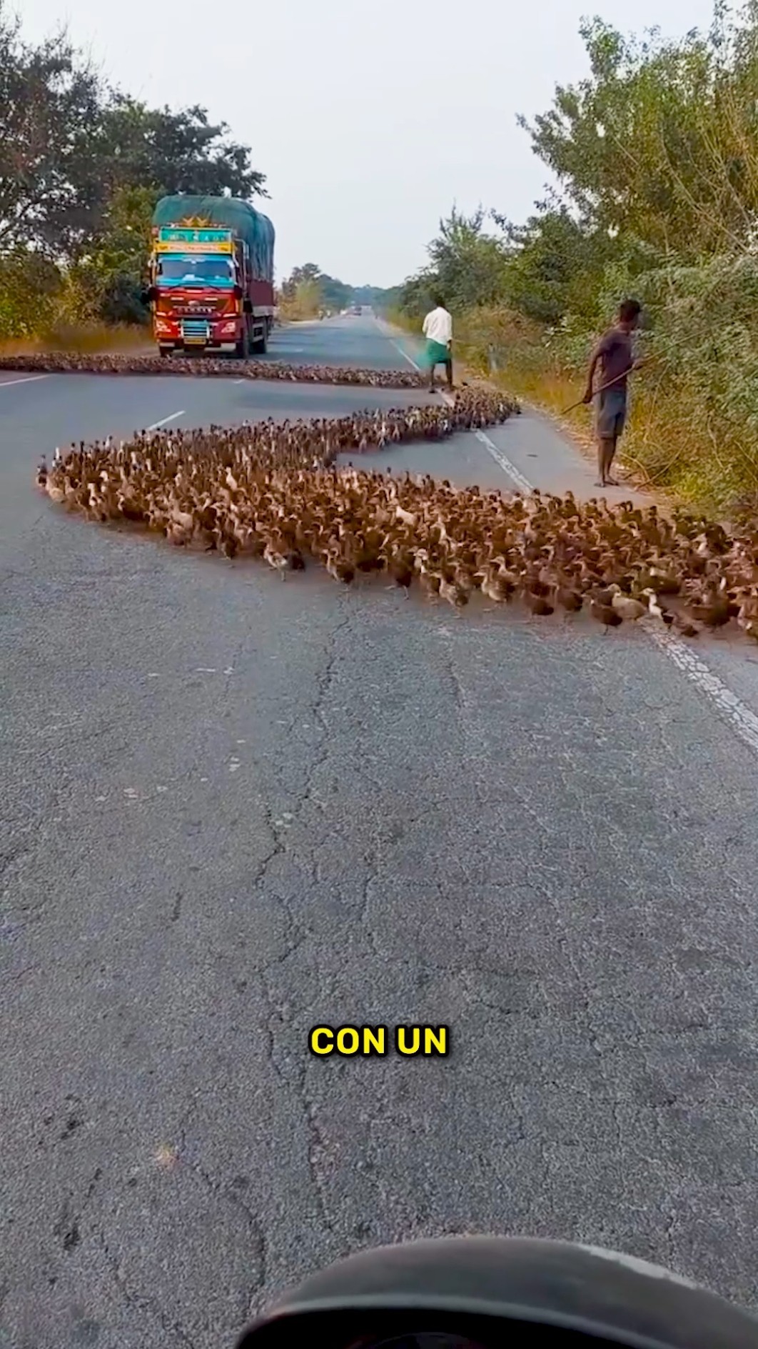¡Miles de gansos bloquearon el camino por horas! ⏳?