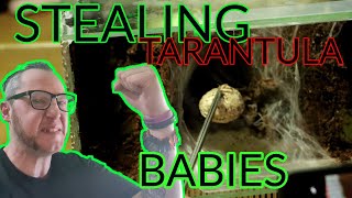 Stealing Babies From The Thai Black Tarantula - Cyriopagopus Minax