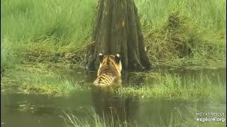 I'm swimming in the storm. Just swimming in the storm.  Jasmine tiger at Big Cat Rescue.