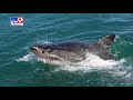 Man killed in shark attack, Australia