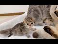 The kitten caught in the middle of a parent-child squabble was just too cute!