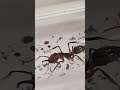 Fin de gamergato Odontomachus #mirmecologia #ants #hormigueros