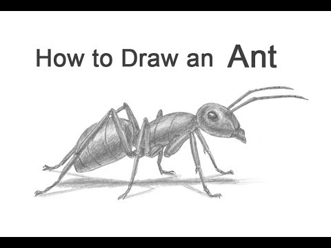 hand drawn illustration of an ant. sketch, realistic drawing, black and  white. 22187366 Vector Art at Vecteezy