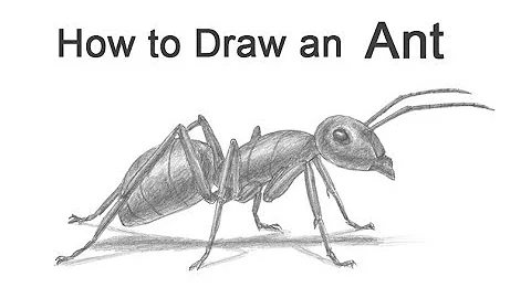 How to Draw an Ant