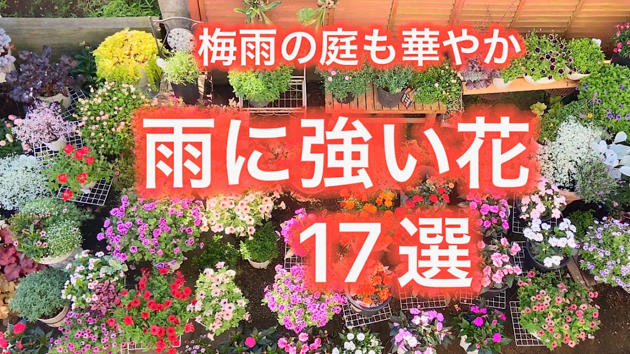 17 Flowers That Can Handle the Rainy Season‼️ Strong Against Rain