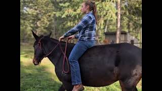 Lauryn with Cash & Jasmine explaining why Mules are better than horses.
