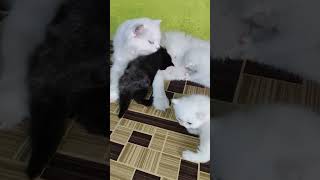 White Cat with Kittens #Viral #Shorts