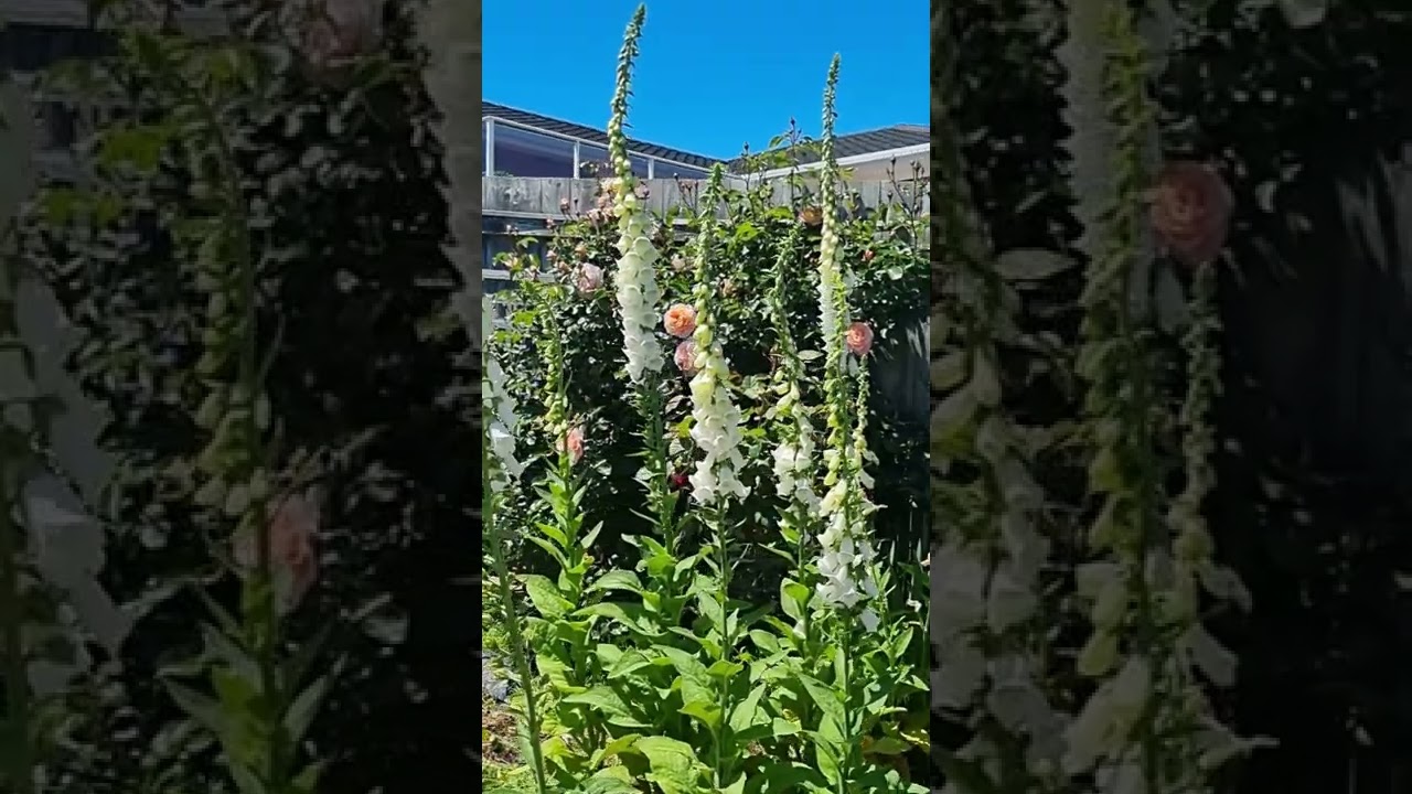 Beautiful Flowers garden ideas #13 - Foxglove 