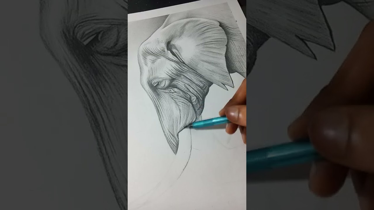 Elephant pencil sketch 